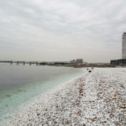 アコウが釣れた!