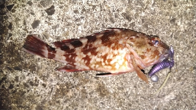 釣り納めにガシラGET！！