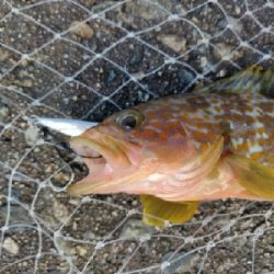 キジハタ16匹メバル1匹