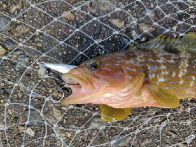 キジハタ16匹メバル1匹