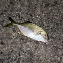 ヒイカ調査のはずが！