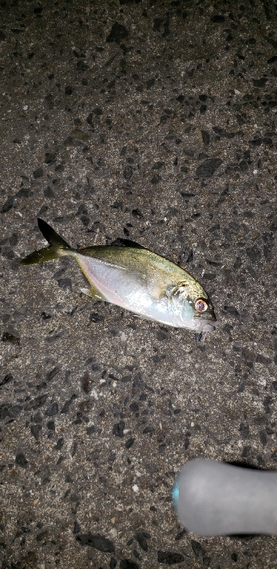 ヒイカ調査のはずが！