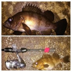 メバリンガー1855〜1935