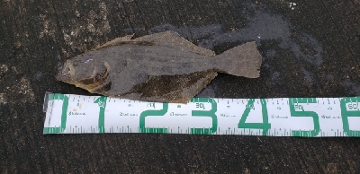 念願の.....ヒラメェェ！！