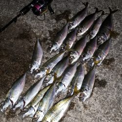 期待通りの釣果