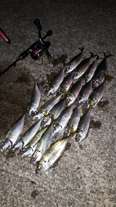 期待通りの釣果