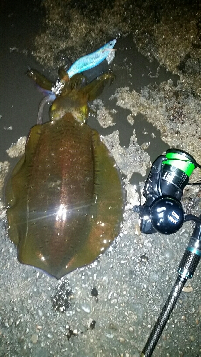 ヤエン師に挟まれて