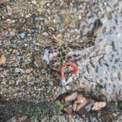 雨のち寒いそして小当たり