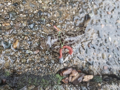 雨のち寒いそして小当たり
