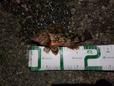 釣れる魚を釣る釣行