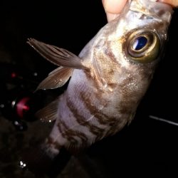 12月17日メバリング