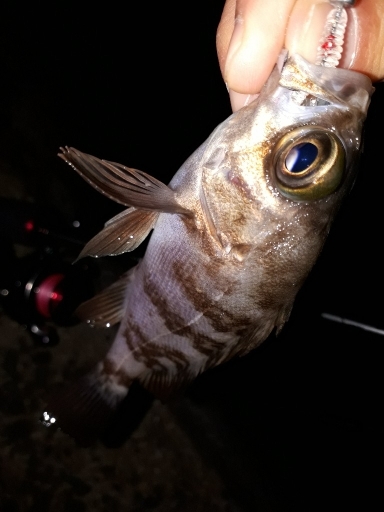 12月17日メバリング