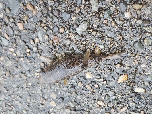 久しぶりの餌釣り