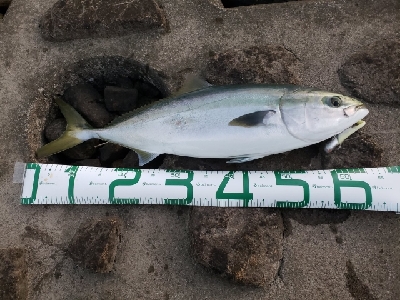 久々の青物はメジロ！