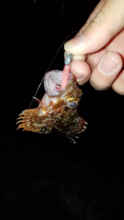 ライトタックル