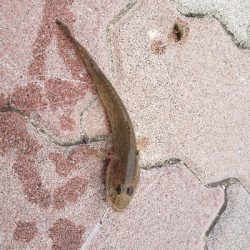 昨日の残り餌を