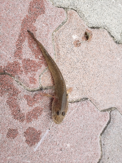 昨日の残り餌を