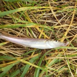 久しぶりのキス