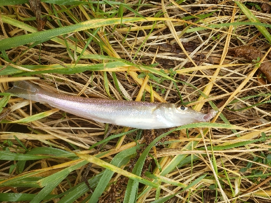 久しぶりのキス