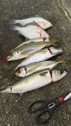 ショアジギ不発もカレイに良型アジGET