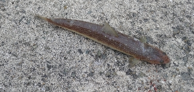 青物が釣りたくて