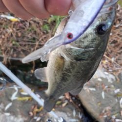 12月23日紀の川釣行