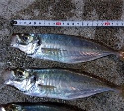 アジフライが食べたくて!