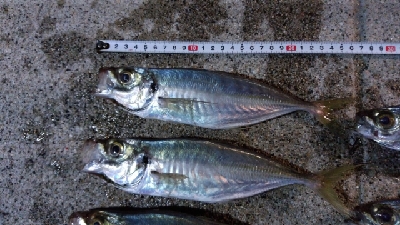 アジフライが食べたくて!