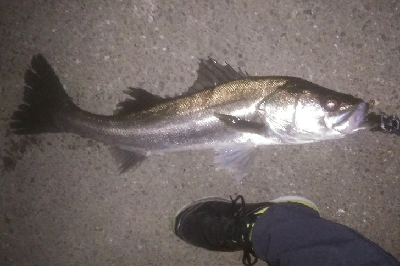 都市載せにランカーをゲット！