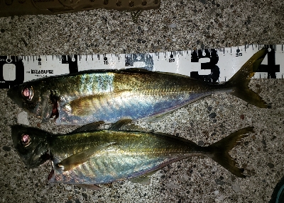 今年の釣り納め