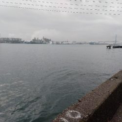 今年最後のクロダイ？