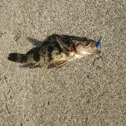 久しぶりの根魚釣り
