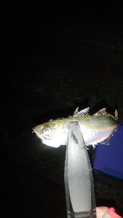 ガッシーは裏切らない