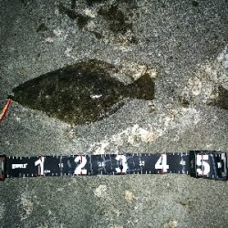 まさかのヒラメ