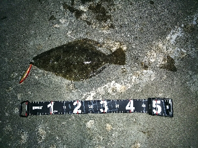 まさかのヒラメ