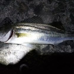 泳がせ釣り