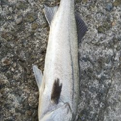 久しぶりの投稿