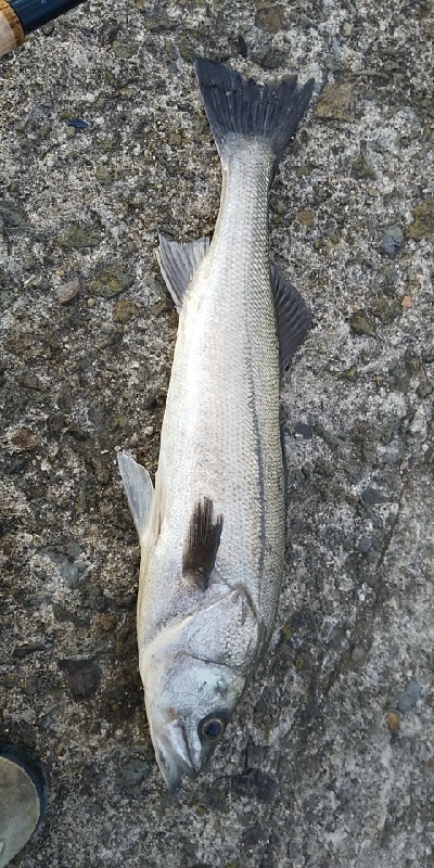 久しぶりの投稿