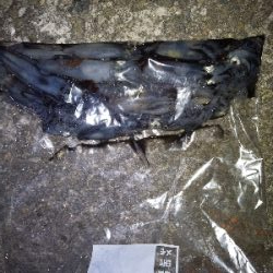 イカ刺しが食べたくて。