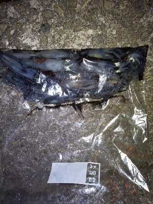 イカ刺しが食べたくて。