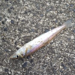 ちょい投げ　落ちギス