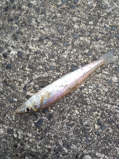 ちょい投げ　落ちギス