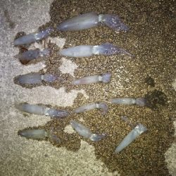 クリスマス　ヒイカ