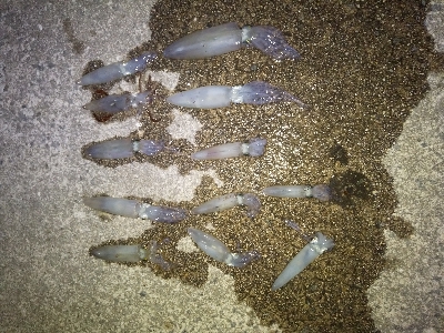 クリスマス　ヒイカ