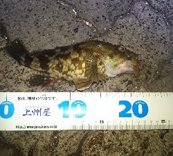 ヘチ釣り ガルプ祭り