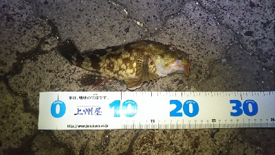 ヘチ釣り ガルプ祭り