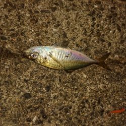 アジングなのにアジ1匹