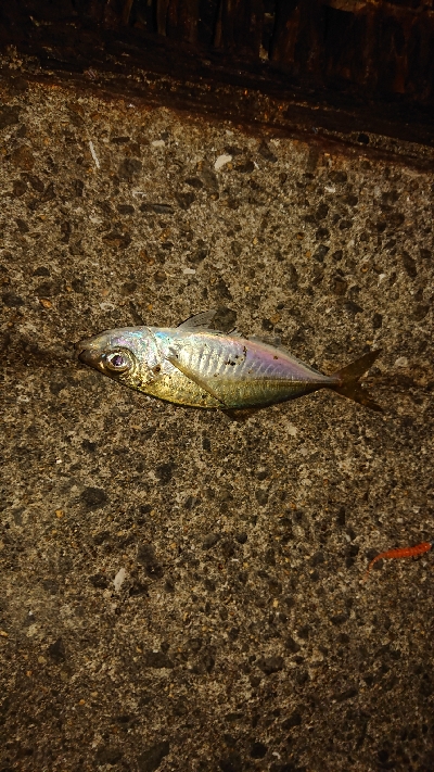 アジングなのにアジ1匹