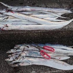 いきなり、入れ食い