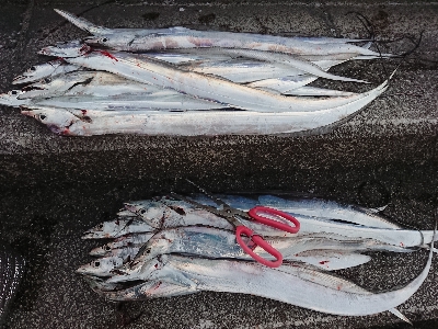 いきなり、入れ食い